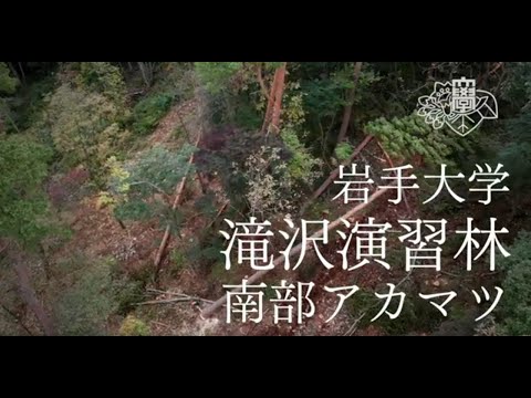 滝沢演習林　南部アカマツ伐採