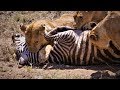 Serengeti Pride Of Lions Hunting And Killing Zebras 4 K UHD
