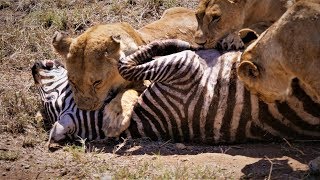 Serengeti: Pride of lions hunting and killing zebr