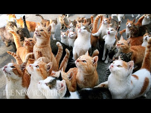 Why Humans Are Obsessed with Cats | Annals of Obsession | The New Yorker