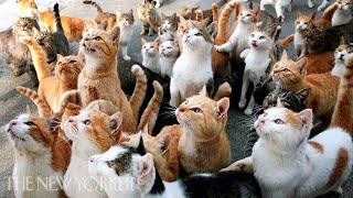 Why Humans Are Obsessed with Cats | Annals of Obsession | The New Yorker