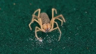 10 Cool Facts about Camel Spiders | Pet Tarantulas