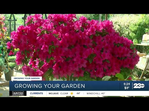 Growing Your Garden: When to prune your azaleas