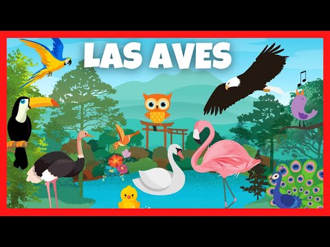 Las AVES para Niños en Español | Sonidos de aves | Videos educativos
