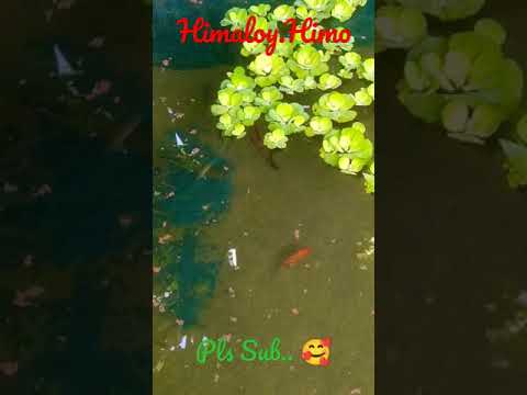 #small_Fish #4 Himaloy.Himo