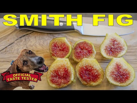 How Does A Smith Fig After Heavy Rain Taste?
