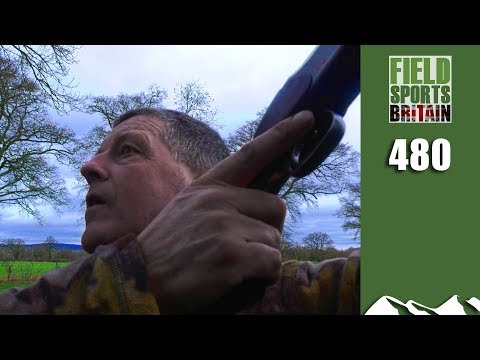 Fieldsports Britain - Crow's on the Pigeons