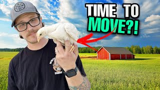 When Can Baby Chicks Move Out To The Coop? | Transitioning Your Chicks!