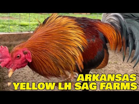 Beautiful Birds Yellow Leg SAG FARMS in Arkansas USA