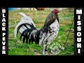 Beautiful Birds Fabian Salas Black Fever Farm Missouri | Farm Visit