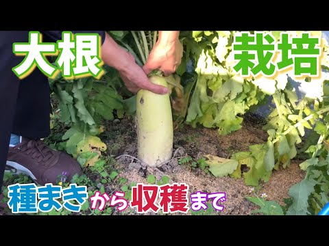 丸大根を摘む時期