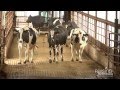 Do Cows Mind Being Milked