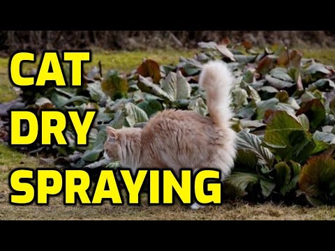 Why Do Cats Fake (Phantom) Spray?