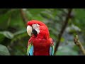 Red Parrot Macaw Parrot Wildlife Photography Nature Love HD