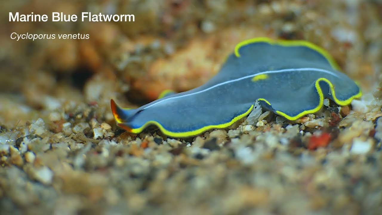 Tropical Pacific Flatworms videos, genus and species.