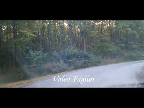 Valea Fagilor