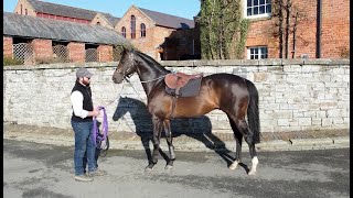 A day in the life of Arrigo at Yorton Farm Stud - the Great British Stallion Showcase 2021