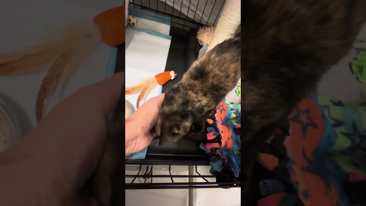 Enlarge MURPHY AND BIRDIE, a ADOPTABLE mixed breed in Atlanta, GA video 6/6