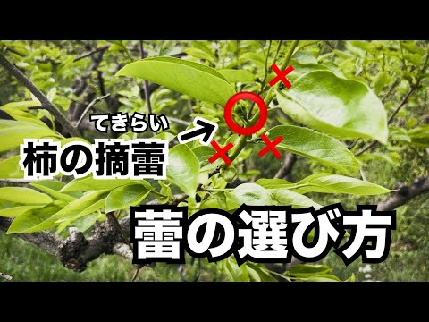 柿、柿、シャロンの違いは何ですか? 庭の練習