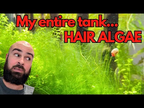 TOTAL hair algae infestation ~ Can a planted tank recover?