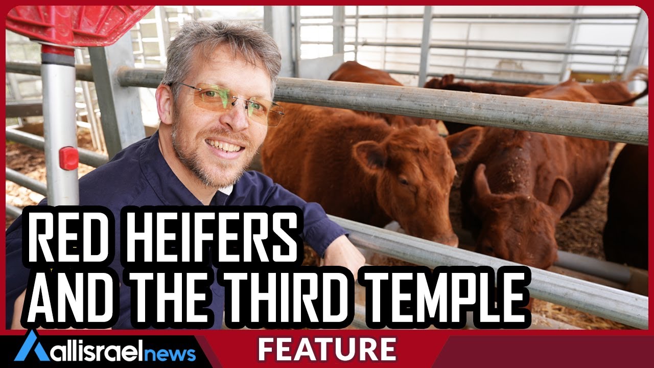 Red Heifers and the Third Temple - All Israel News