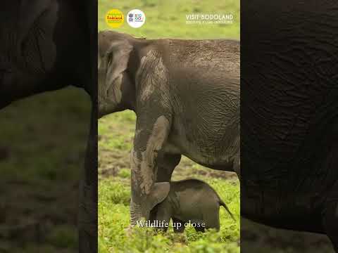 Witness Elephants Bathing | Bodoland Tourism
