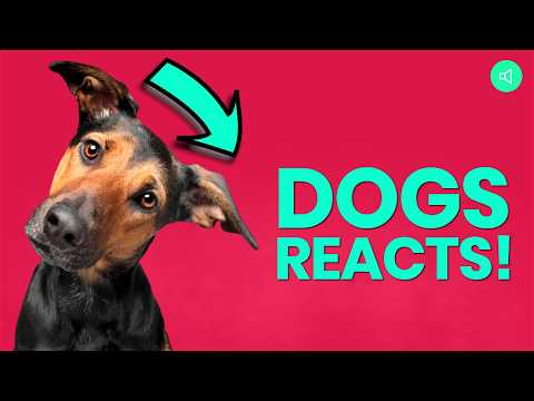 Top 10 Sounds to Play for Your Dog to React! 🐶