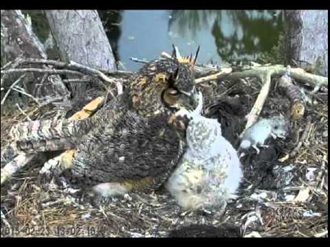 Great Horned Owls ~ Savannah, Georgia ~ 23 Feb. 2015