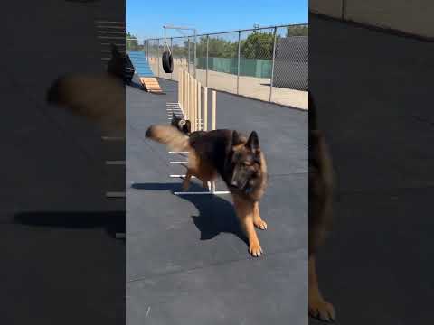 One K9. One Tiny Shadow. 🐕🐶