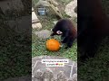 Red panda playing with pumpkin