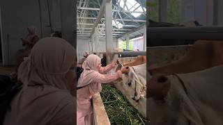 Download lagu momen lucu ketika emak-emak gemes sama sapi gemoy ‼️‼️ #emakemak #ngakak #lucu #sapi #kocak mp3 Download lagu momen lucu ketika emak-emak gemes sama sapi gemoy ‼️‼️ #emakemak #ngakak #lucu #sapi #kocak mp3