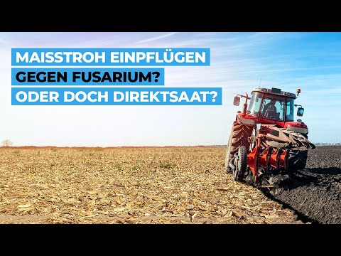 Maisstroh einpflügen gegen Fusarium? Oder doch Direktsaat?
