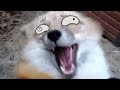 Foxes With Animated Eyes