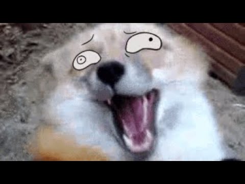 Renards aux yeux animés