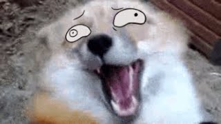 Renards aux yeux animés