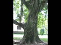 Ez egy fa