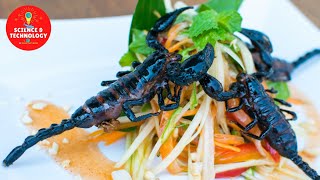 Unbelievable Scorpion Farming, Amazing Insect Farming, How to Rear Scorpions successfully? Scorpions