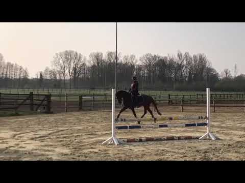 Fioretta 4 jährige Stute/ v. Franziskus - London Swing - Dr. Jackson. 2