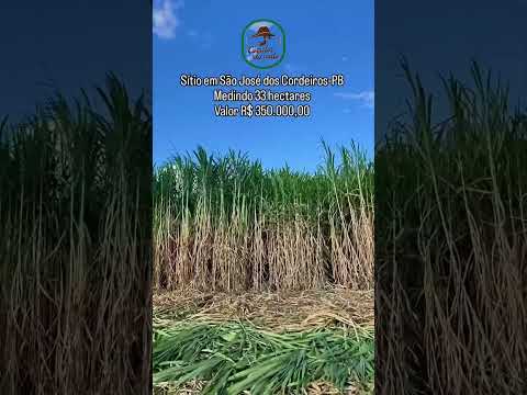 🌿 SÍTIO TIMBAÚBA – RICO EM ÁGUA E PRONTO PARA PRODUÇÃO NO CARIRI PARAIBANO 🌿