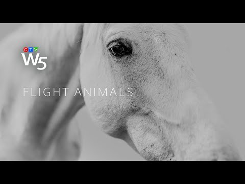 W5: Investigation of Canada's controversial horse meat industry