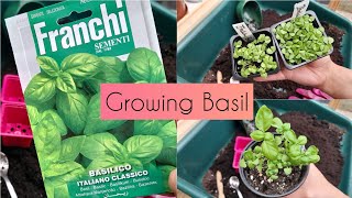 Basil Talk: Growing Basil from seed to harvest - with RESULTS