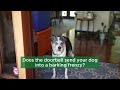 Play Video: Excessive Barking