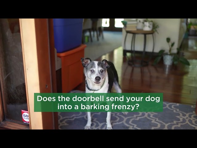 Reactive Dog Training Services | Stop Jumping and Pulling | Bark Busters