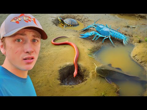 I Found Creatures Living in Mud Holes!