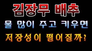 [텃밭농부.854]  무 배추 물을 많이 주고 키우면 저장성이 떨어질까요? #김장무 재배. #감장배추재배