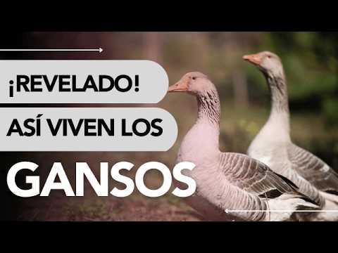 Dónde VIVEN los GANSOS 🦢 +5 curiosidades 🗺️