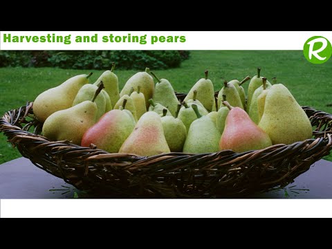 Harvesting and storing pears after picking