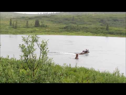 Alaska - Bear Chasing Moose - Denali National Park