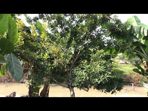download lagu mp3 mp4 Beam Fish, download lagu Beam Fish gratis, unduh video klip Beam Fish