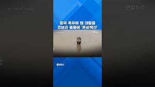 중국 폭우로 뱀 수백마리 풀려나